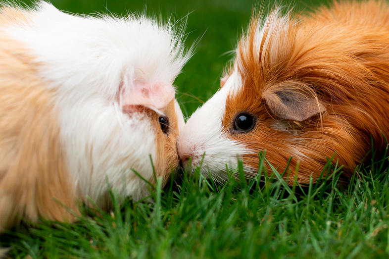 Guinea Pigs Nail Clipping