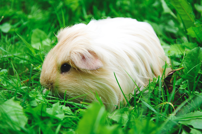 Guinea Pigs Bedding