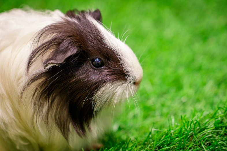 Guinea Pig Popcorning