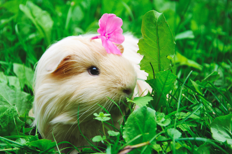 Guinea Pig Bonding