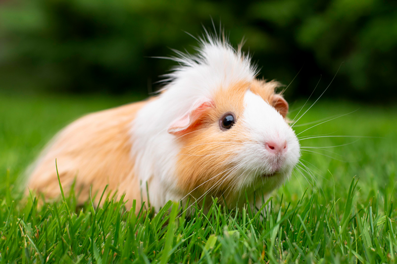 Guinea Pigs Nail Clipping