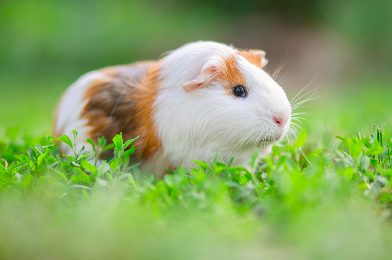 Guinea Pigs Bedding