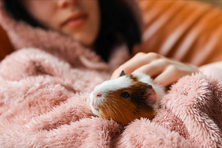 Guinea Pig Bonding